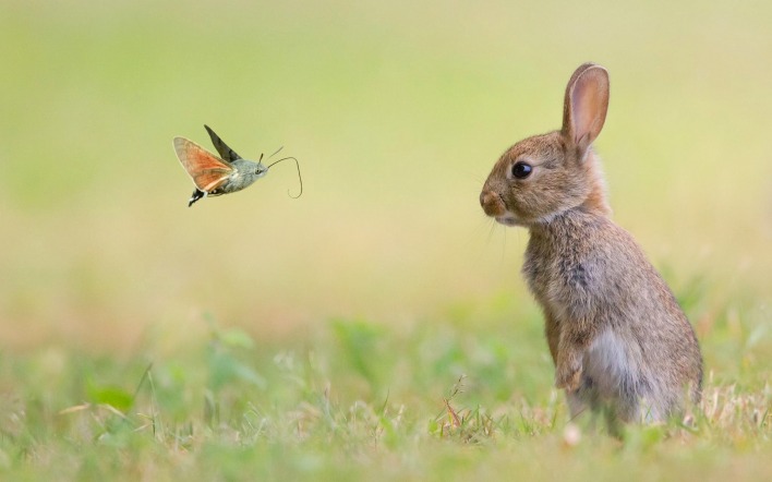 Заяц бабочка на траве
