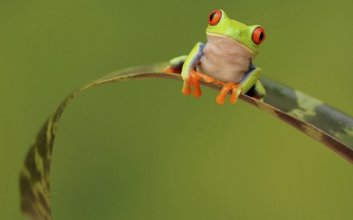 жаба лист фон