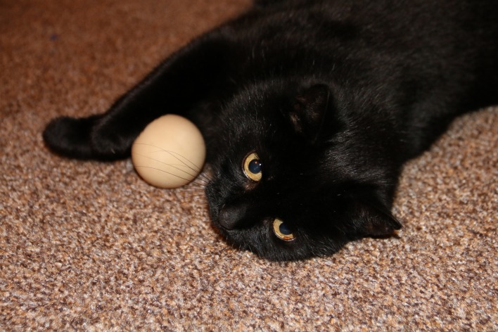 черный кот ковер шарик