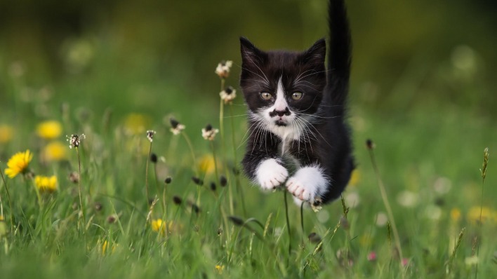 котенок прыжок трава цветы
