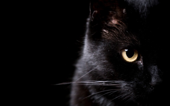черная кошка взгляд черный фон