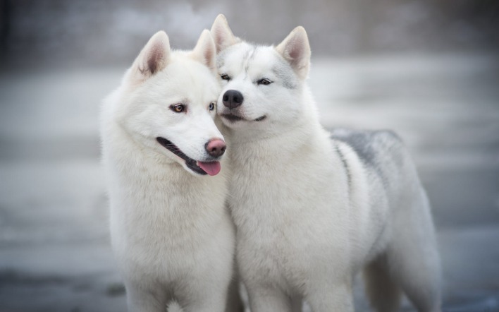 гренландские собаки милые рядом друзья