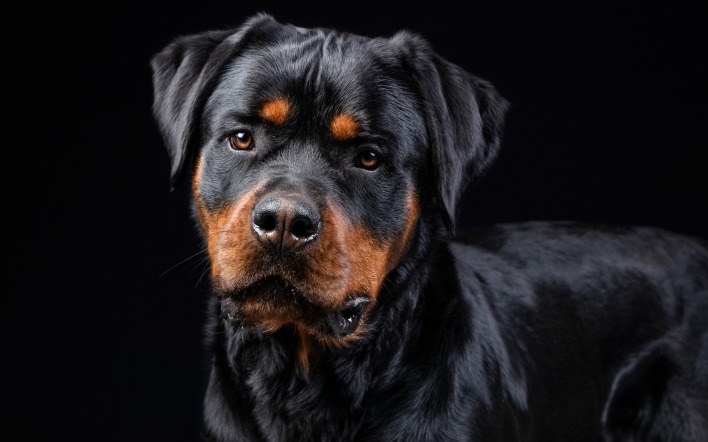 ротвейлер собака крупный план черный фон