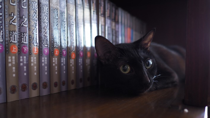 черный кот лежит книги