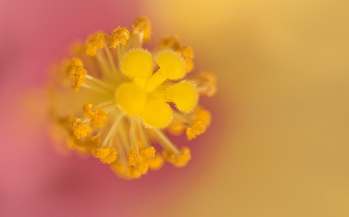 цветок макро пестик