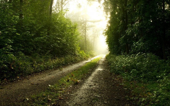 Заброшенная дорога в лесу