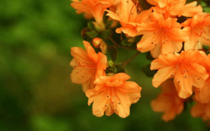 Оранжевые цветы