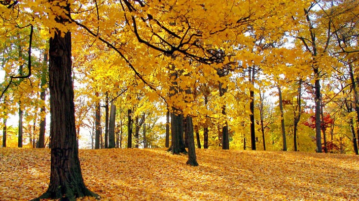 Осень листва лес