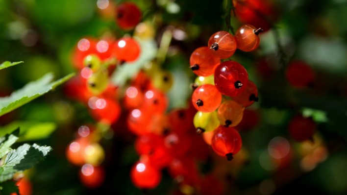 природа ягоды смородина nature berries currant