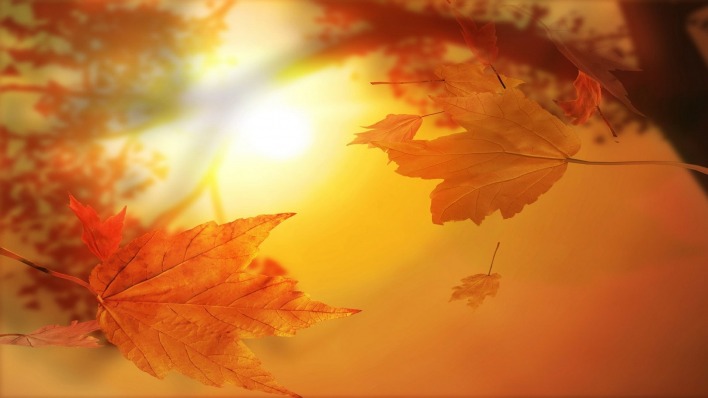 осень листья солнце