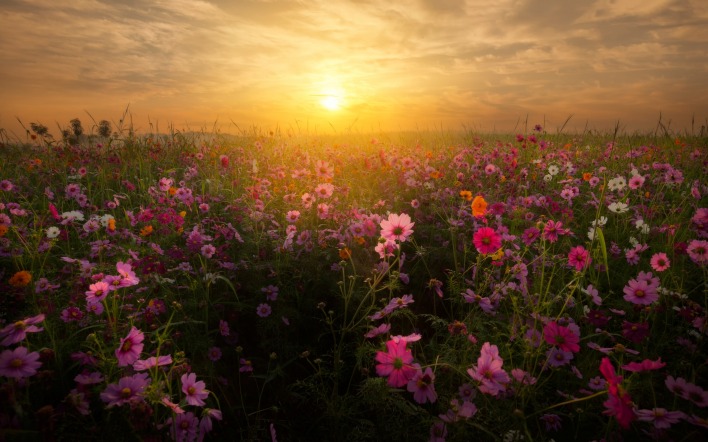 цветочная поляна закат