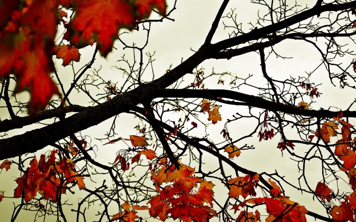 дерево клен листья осень