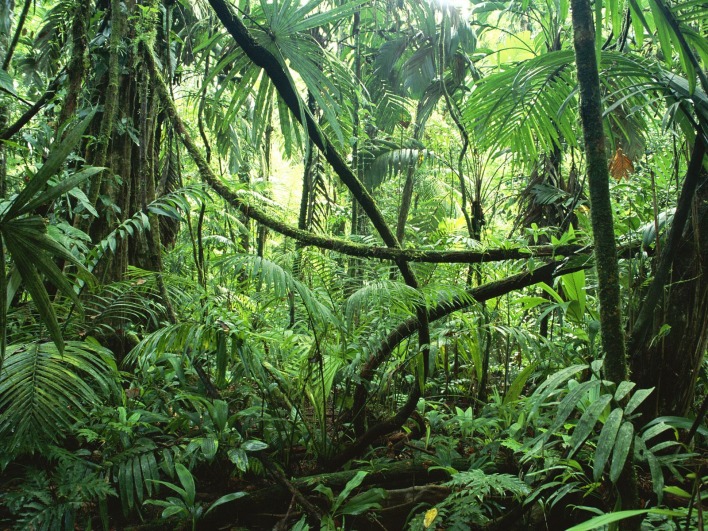 Lianas in Interior of Lowland Rainforest, La Selva Biological Station, Costa Rica