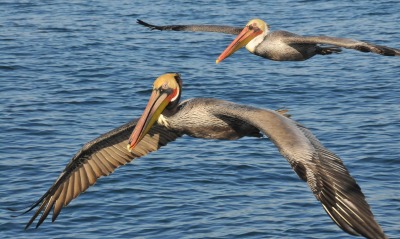 Летящие пеликаны