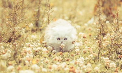 Кот белый в траве