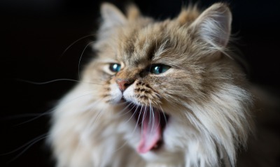 кот, зевающий