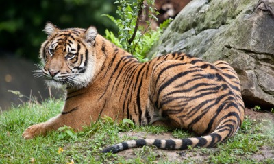 тигр, хвост