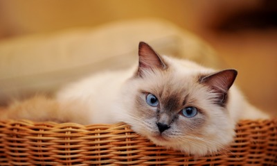 кот белый животное корзина голубые глаза