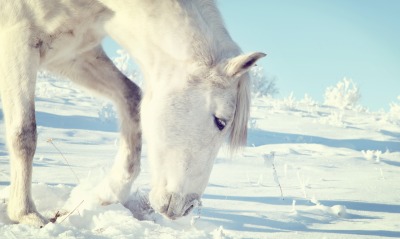 белая, лошадь