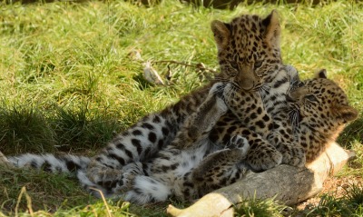 леопарды, детеныши