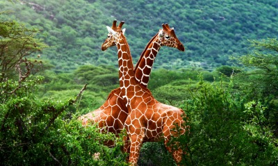 природа животные жирафы любовь