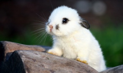 природа животные белый кролик