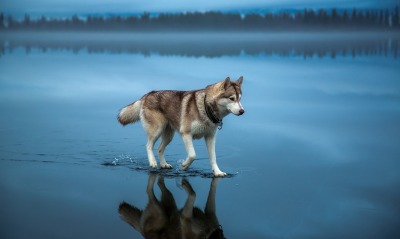 волк, вода