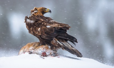 орел, снег