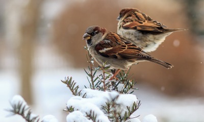 природа животные птицы зима снег