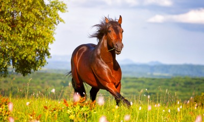 природа животные лошадь конь