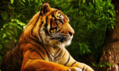 тигр, лес
