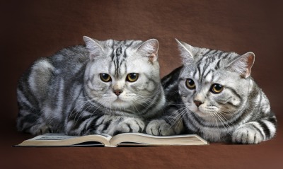 коты, книга