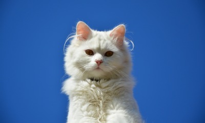 белый кот, фон