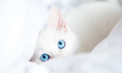 белая кошка, голубые глаза