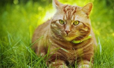кошка глаза трава
