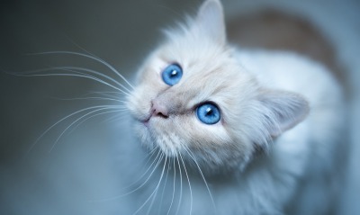 кошка, голубые глаза