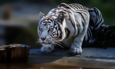 белый тигр рисунок