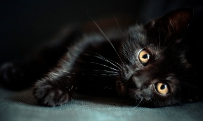 кот черный