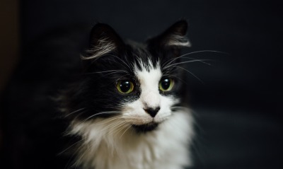 кот, черно-белый кот