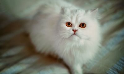белая кошка, пушистая кошка
