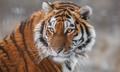 тигр, полосатый