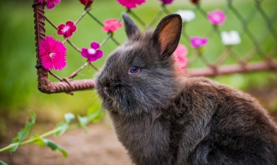 кролик, забор
