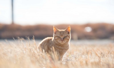 котенок, трава