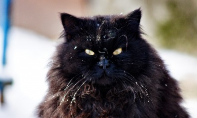 кот, черный