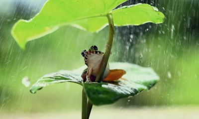 лягушка, дождь