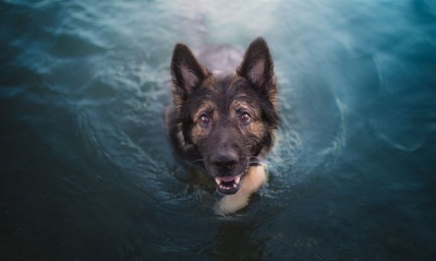 собака, в воде