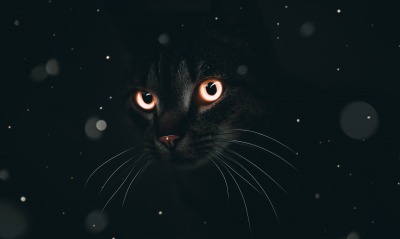 кот черный взгляд глаза свечение усы черный фон