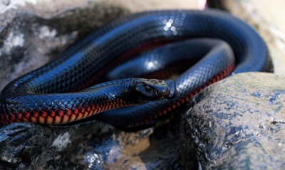 змея черная камни