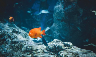 рыба, оранжевый