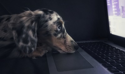 собака, клавиатура